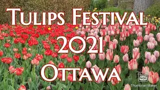 Tulips festival 2021 Ottawa Ontario Canada