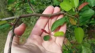 Malus angustifolia / Southern crabapple, Savannah GA March 2023 + epic galls