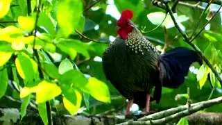 suara pikat ayam hutan betina -Jantan call\song of Grey Jungle fowl (Gallus sonneratii)g&agrave; trống