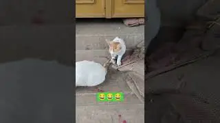#funny #comedy #kitty #comedy #love #lovestatus #loyal 🥰🥰🥰🥰 😂😂😂😂😂😂😂😂😂😂😂😂