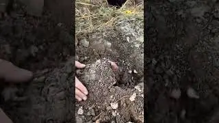 Hand using a small shovel to dig up reddish roots or tubers from the soil