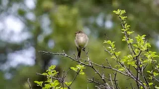 Alder Flycatcher Song (23 May 2022)
