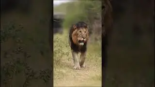 Massive Black Maned Lion on the move #wildlife #safari #wildlifephotography #shorts #shortsafrica