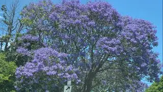 JACARANDA TREE AUSTRALIA 🇦🇺 #australia #travel #jacaranda 