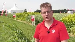 Top 4 groenbemesters voor een gezonde bodem