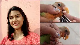 How to Trim Overgrown Beak of Bird || Lovebird Beak Trimming