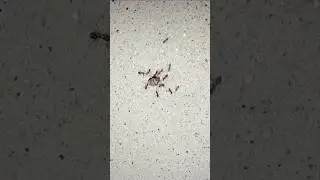 Ant Eating food close up #insects #nature #ants #food#closeup