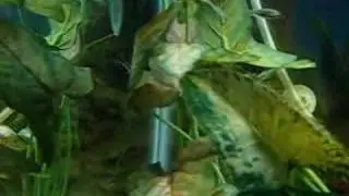 Oto fish... Otocinclus catfish video