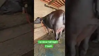 1st timer full hight 2 teeth Aakh Ye Taalibaani Manish Sonipat Aala (ft. Bali Sharma & Vampire)