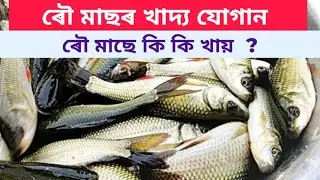 Корм для икры || Чем кормить икру? @bishnufishfarming @fishfarmingIndia1