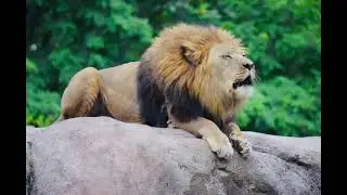 Lion Photo 5