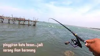GACOR‼️ MANCING BARONANG UMPAN LUMUT 