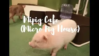 Tokyo | Mipig Cafe