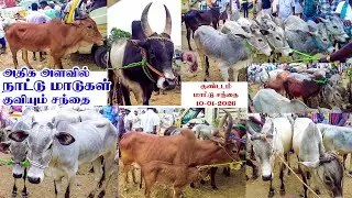 காங்கேயம் நாட்டு மாடுகளின் வரத்து அதிகரித்து வரும் குண்டடம் சந்தை 10-01-2026 #kangeyam_breed