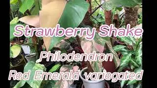 Philodendron red emerald variegated (Strawberry Shake)