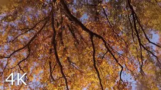 Autumn Oak Canopy in the Wind 🌳🍂 Day 88 Forestscape (4-Hour Nature Escape in 4K)