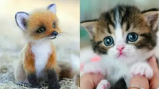 cute baby animals videos compilation cute moment of tha animals -fantastic animals #8