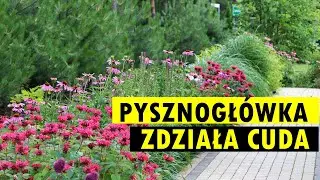 Pysznogłówka z magnetyczną siłą wabi pszczoły, trzmiele i inne pożyteczne owady.