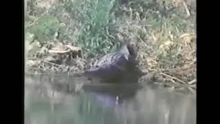 A is For Alligator