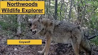 Large Maine Coywolf checks out trail camera!