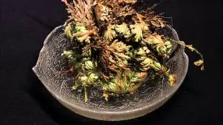 Rose of Jericho - Timelapse HD
