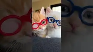 cute cats #funny #cat #usa