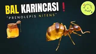 BAL GİBİ KARINCA!! Prenolepis Nitens tanıtımı ve Genel koloni kontrol&uuml; bakımı. #karıncalar