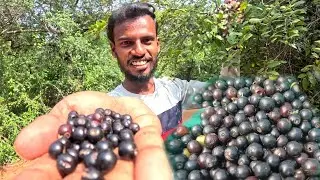 Soora Pazham Harvesting & Eating | சூரப்பழம் | Village Nature Fruit #naturefruit
