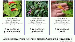 Angiosperme, ordine Asterales, famiglia Campanulaceae, parte 1 centropogon cyanea clermontia ovata