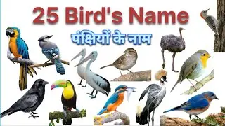 25 Birds Name in English and Hindi | Learn Bird's Name