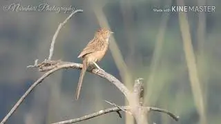 Common Babbler on Sentry Duty