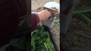 Crispy spring greens