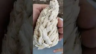 QUE ES EL MA&Iacute;Z DE AJO Y SUS CA&Ntilde;AS ORIGINARIAS