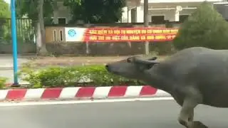 Bean're has a race with the water buffalo