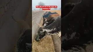 शिवामें भक्ति है गौ सेवा करें ।#video #cow #animals #gaumata #viral #viralshorts #bull #love #like