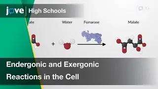 Endergonic and Exergonic Reactions in the Cell | Cell Bio | Video Textbooks - Preview