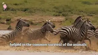 Mirror Neurons - the what. the why and the how.