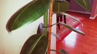 Rubber Tree Upgraded to 8-Foot Support Rod