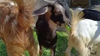 Goat#Bakaron ki Tel Peene Ka Aur desi ghi pilane Ka Tarika ka video mein Tak dekhiae