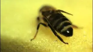 Bee - Free HD stock footage