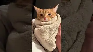 #catoftheday #cat #kitten #catlovers #cutecat @miltandarnie