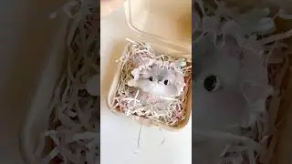 👼 #packingorders #kitten #handmadewithlove #cutecat #catcraft #cutepacking #diycattoys