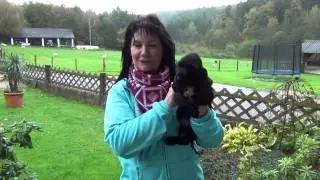 Schwarze Cocker Spaniel Welpen www.welpenvermittlung-hunde.at