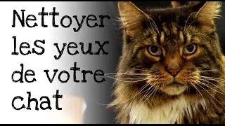 Comment nettoyer les yeux de votre chat ?