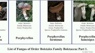 List of Fungus of Order Boletales Family Boletaceae Part 4. leccinum neoboletus retiboletus bitter