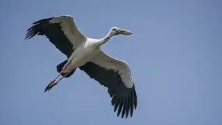 Asian openbill hunting fish #nature #relaxing #assam #india #birds #chirping