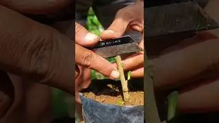 Grafting Fruit Tree seedling on citrus trees #gardentips #shorts