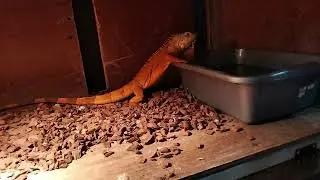 Review Iguana Super Red Juvenil