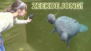 Op kraamvisite bij de jonge zeekoe 😍