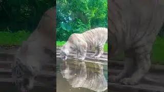 #reels #tiger #wildlife #bali #indonesia #animals #shorts #lion #hungry #shooting #dangerous #wow